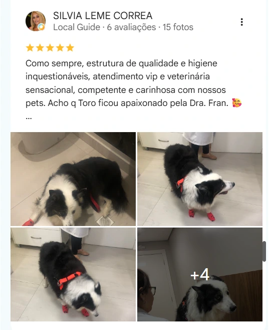 Avaliação real de tutor do HV Levet no Google