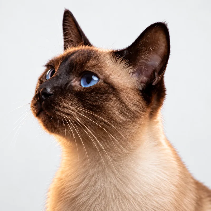 Gato siamês