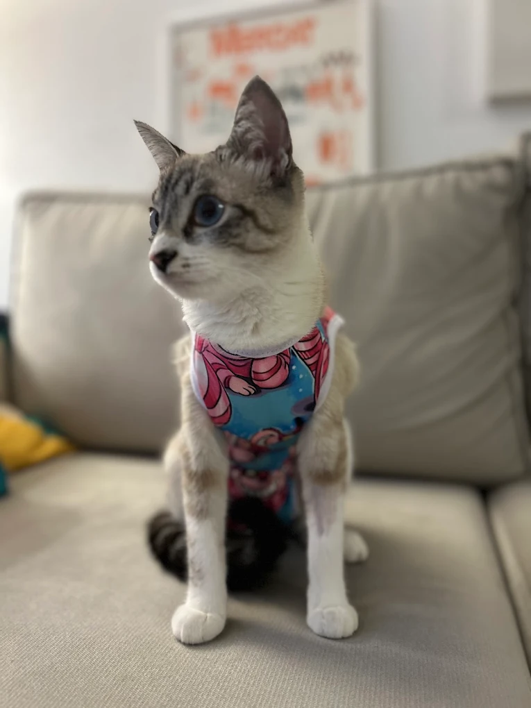 Gato em recuperação após atendimento no HV Levet
