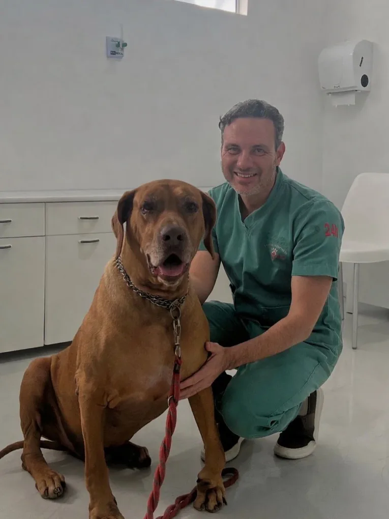 Veterinário do HV Levet atendendo um cão no consultório