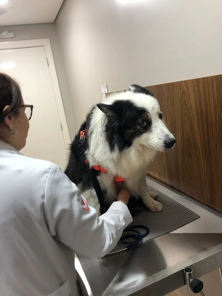 Veterinária do HV Levet avaliando um cão na mesa de exames