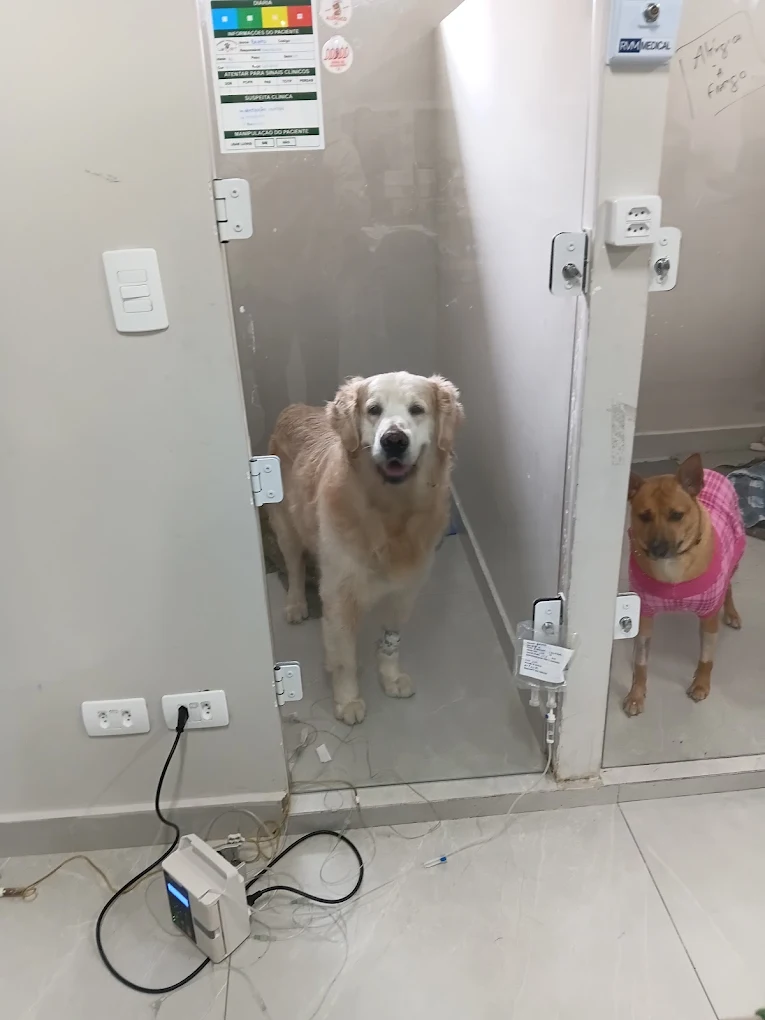 Cães internados em baias individuais no HV Levet